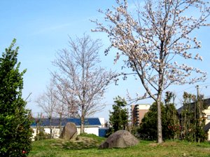日出RC20周年記念事業で植樹した2本の桜（五部咲き）